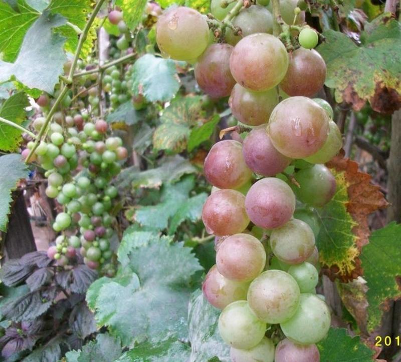葡萄种子盆栽果树蔬菜阳台水果结果葡萄种子提子种子