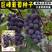 葡萄种子盆栽果树蔬菜阳台水果结果葡萄种子提子种子