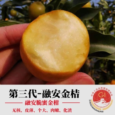 直供/代办【融安脆蜜金桔】第三代融安金桔纯甜皮薄无核化渣