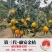 直供/代办【融安脆蜜金桔】第三代融安金桔纯甜皮薄无核化渣