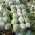 白菜黄心白菜