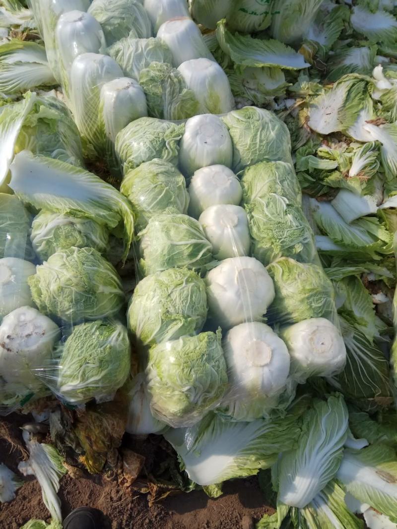 白菜黄心白菜