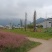 原产地山上现采野生吉祥草，也叫观音草，纯野生，成活率高