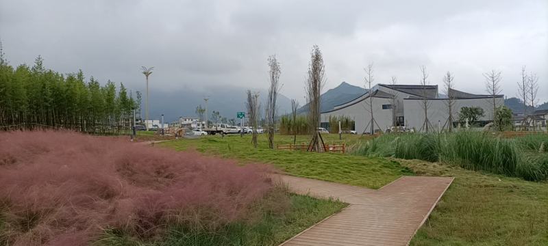 原产地山上现采野生吉祥草，也叫观音草，纯野生，成活率高