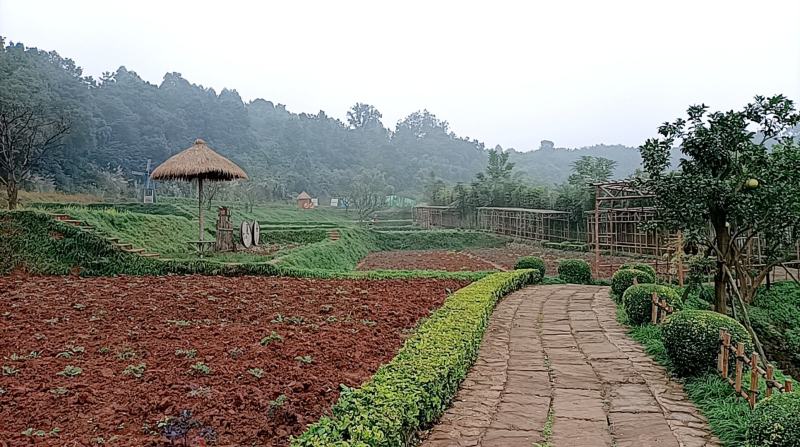 原产地山上现采野生吉祥草，也叫观音草，纯野生，成活率高