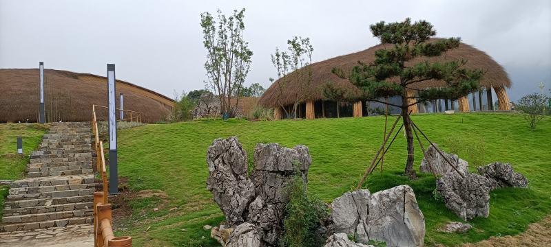 原产地山上现采野生吉祥草，也叫观音草，纯野生，成活率高
