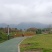 原产地山上现采野生吉祥草，也叫观音草，纯野生，成活率高