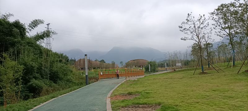 原产地山上现采野生吉祥草，也叫观音草，纯野生，成活率高