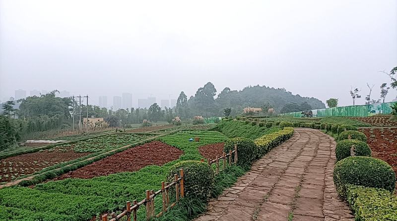原产地山上现采野生吉祥草，也叫观音草，纯野生，成活率高
