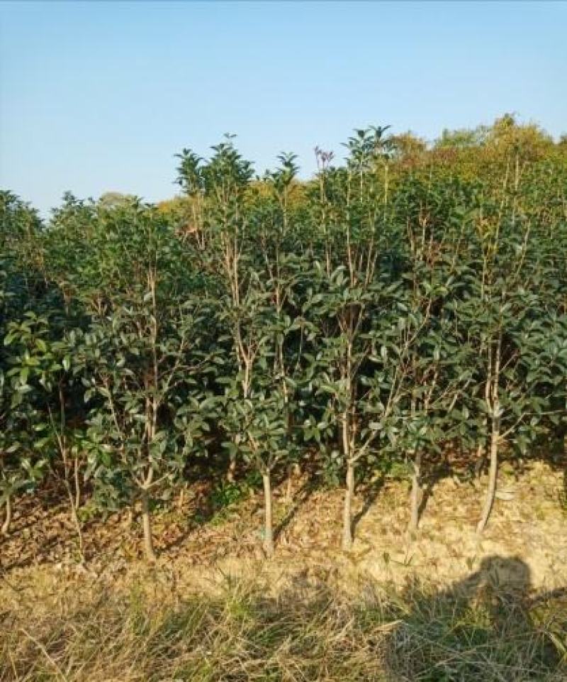 桂花2公分以上精品桂花工程绿化精品桂花中小规格