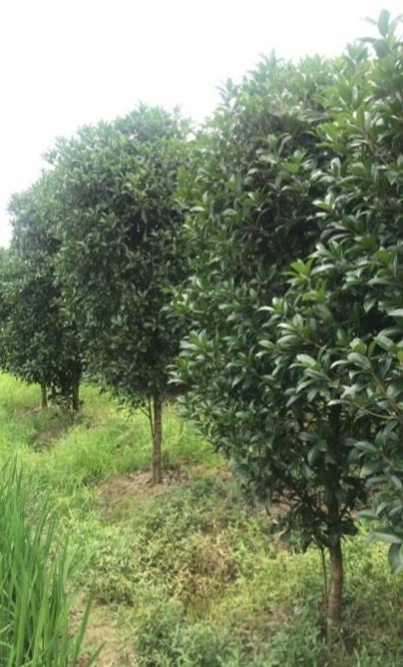 桂花2公分以上精品桂花工程绿化精品桂花中小规格