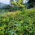 桂花2公分以上精品桂花工程绿化精品桂花中小规格