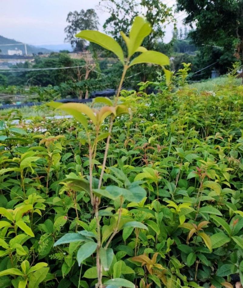 桂花2公分以上精品桂花工程绿化精品桂花中小规格