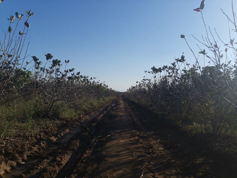 黑果花楸