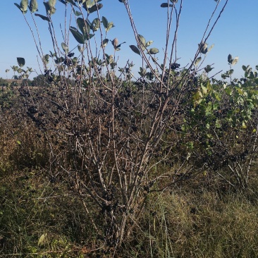 黑果花楸