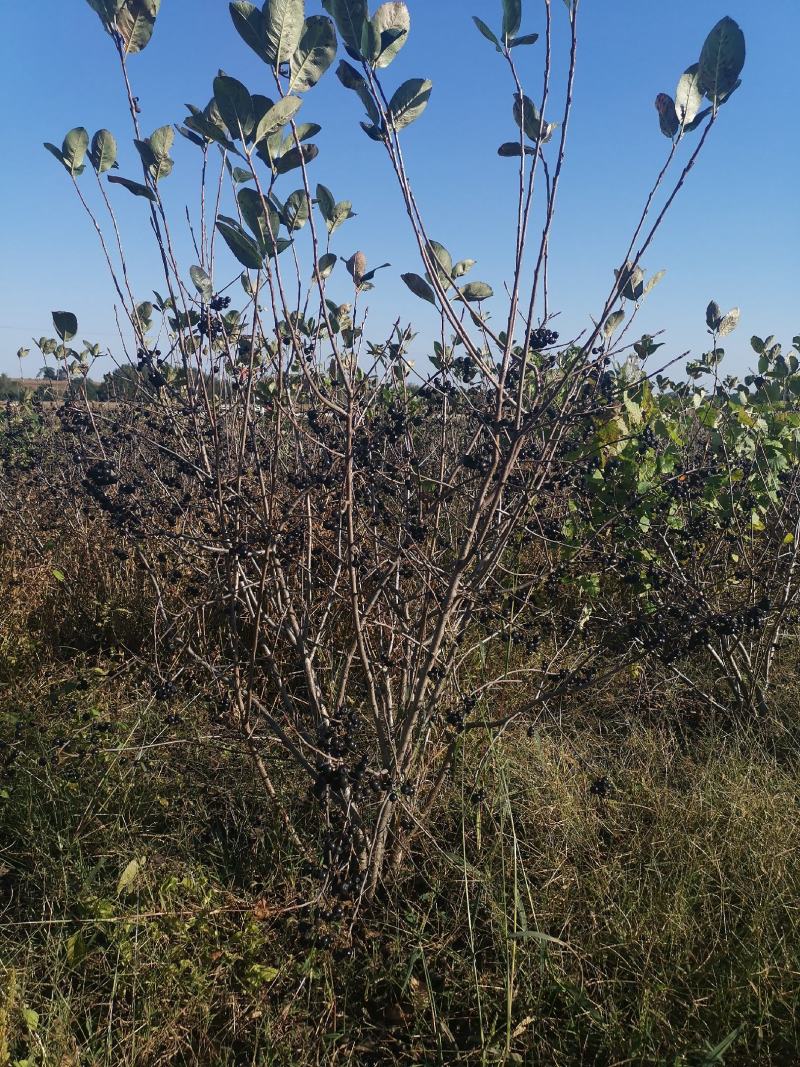 黑果花楸