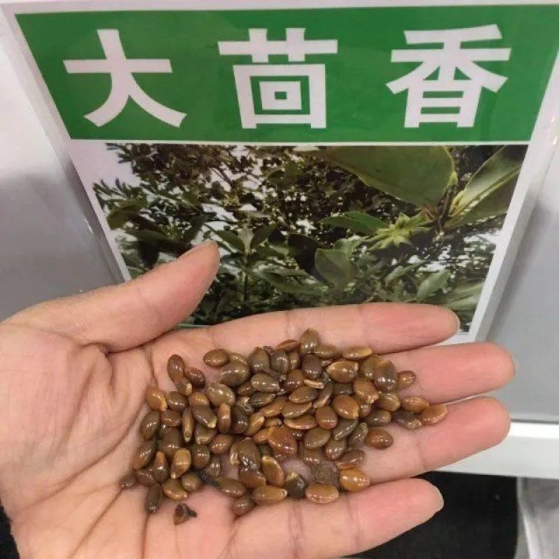 大茴香种子球茎茴香孜然籽千里香种子农家八角种子