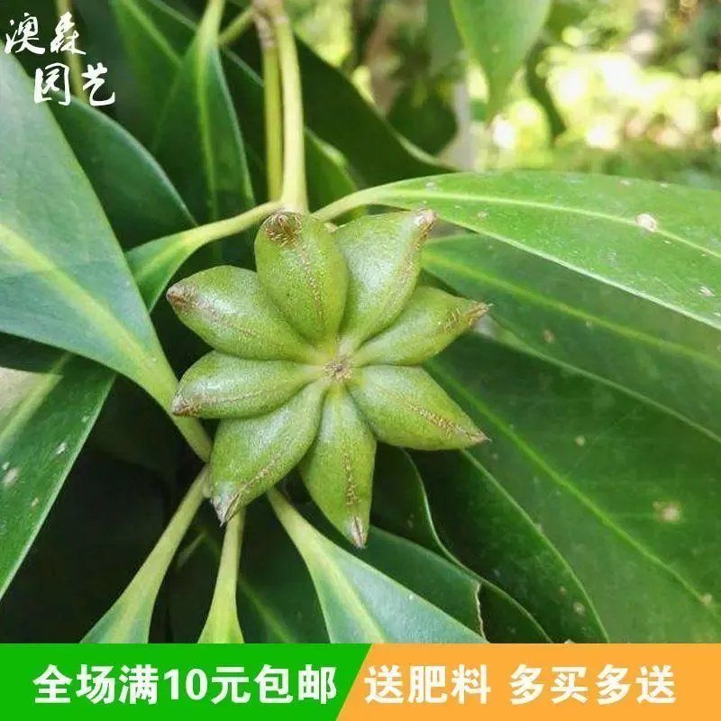 大茴香种子球茎茴香孜然籽千里香种子农家八角种子