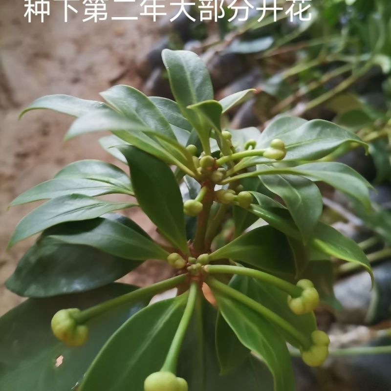 大茴香种子球茎茴香孜然籽千里香种子农家八角种子