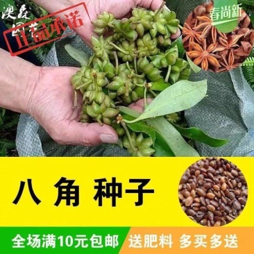 大茴香种子球茎茴香孜然籽千里香种子农家八角种子