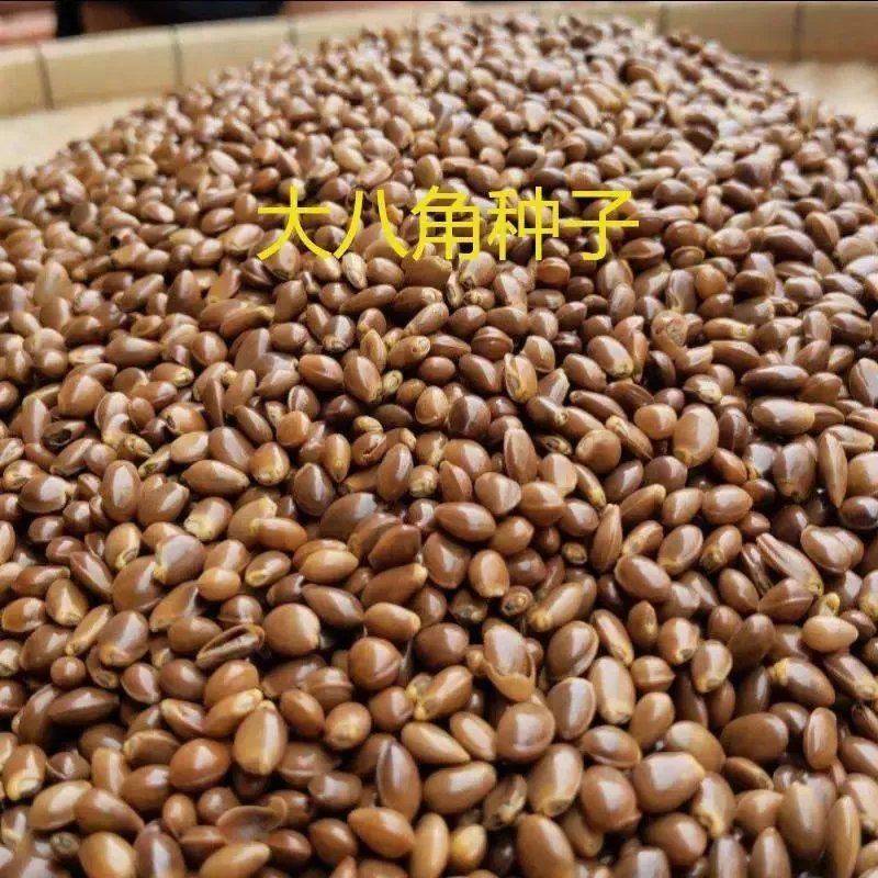 大茴香种子球茎茴香孜然籽千里香种子农家八角种子