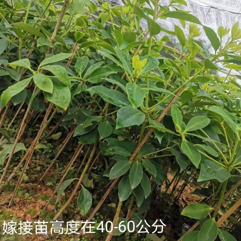 大茴香种子球茎茴香孜然籽千里香种子农家八角种子