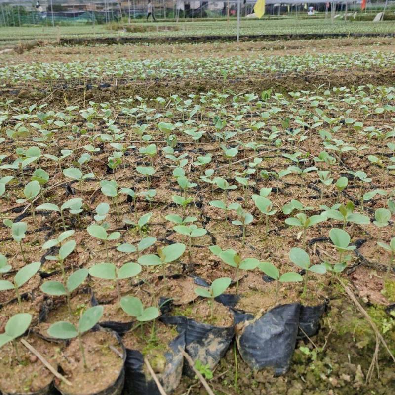 大茴香种子球茎茴香孜然籽千里香种子农家八角种子