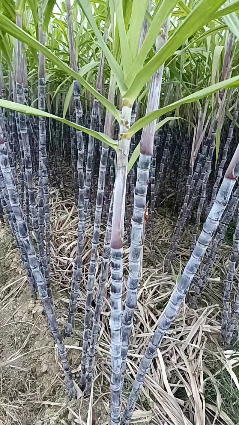 （推荐）甘蔗，黑皮果蔗，口感好，糖份高，量大质优欢迎订够