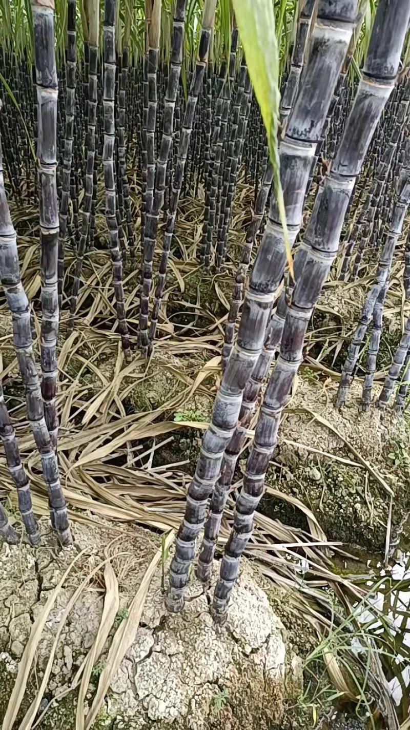 （推荐）甘蔗，黑皮果蔗，口感好，糖份高，量大质优欢迎订够