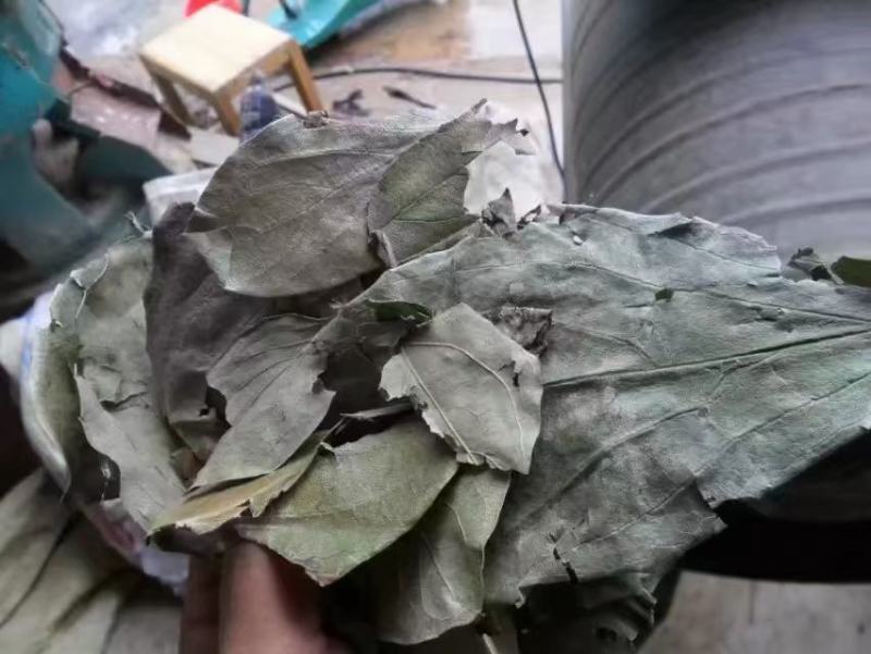 柿叶，柿子叶新货质量保证，经营各种中药材欢迎咨询选购！