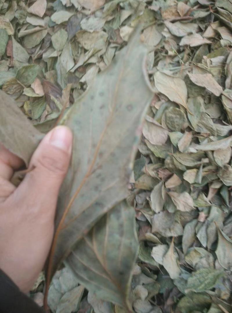 柿叶，柿子叶新货质量保证，经营各种中药材欢迎咨询选购！