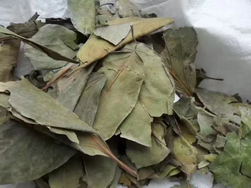 柿叶，柿子叶新货质量保证，经营各种中药材欢迎咨询选购！