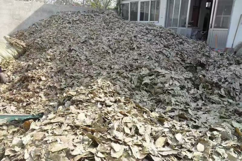 柿叶，柿子叶新货质量保证，经营各种中药材欢迎咨询选购！