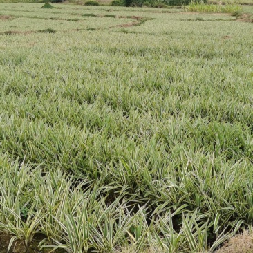 山管兰自家种植供应无中介