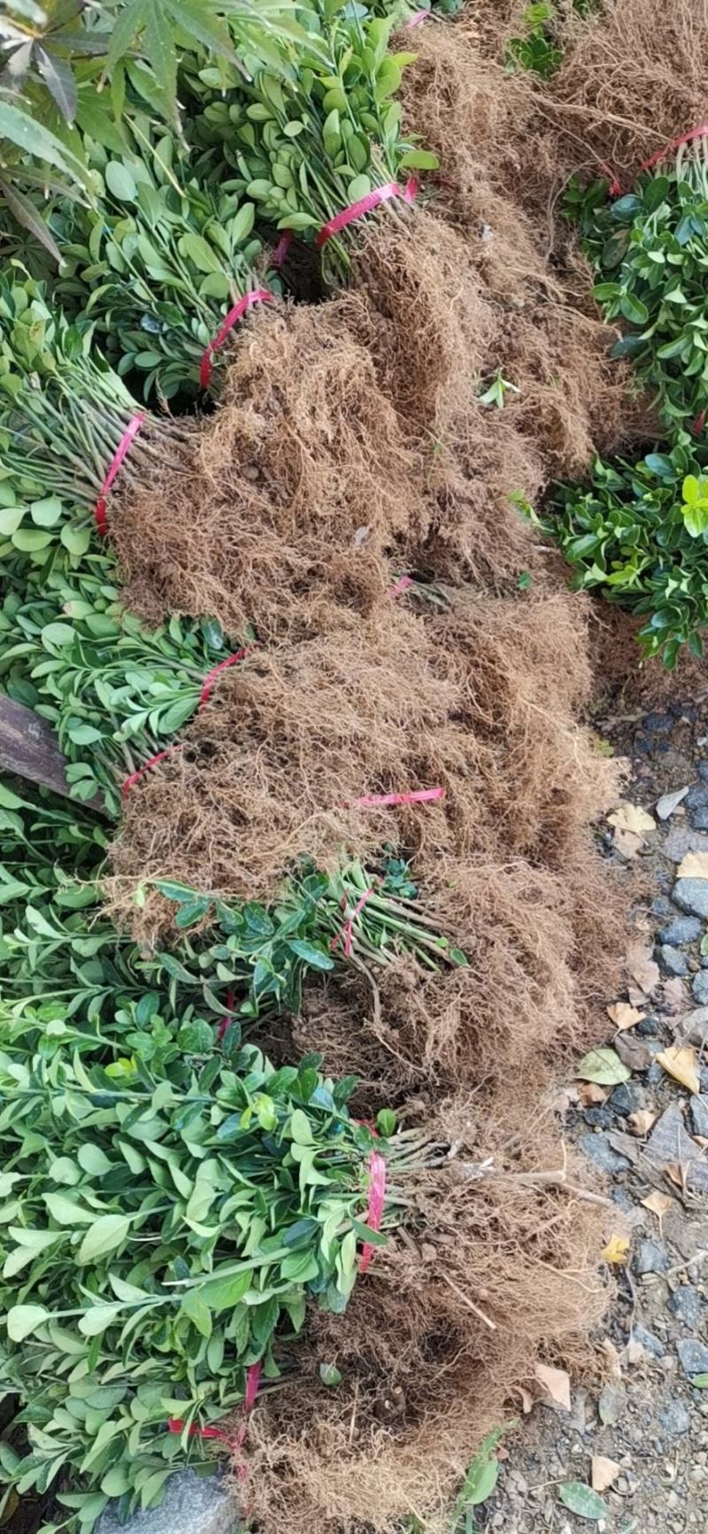 卫矛苗，直立卫矛，爬行卫矛苗，四季长青绿化苗木，