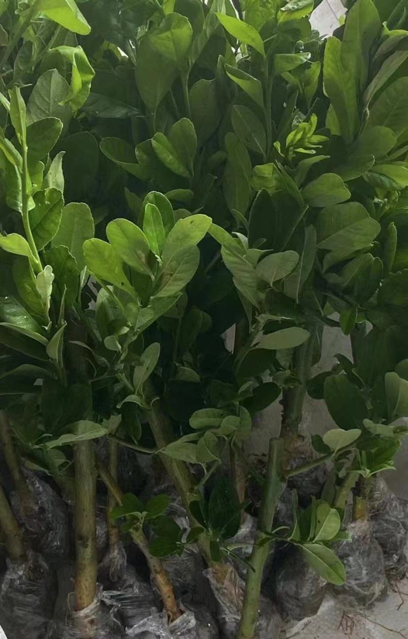 广东香水柠檬苗