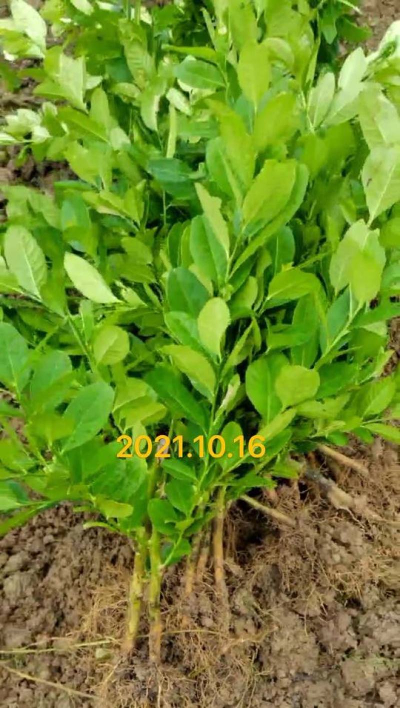 广东香水柠檬苗