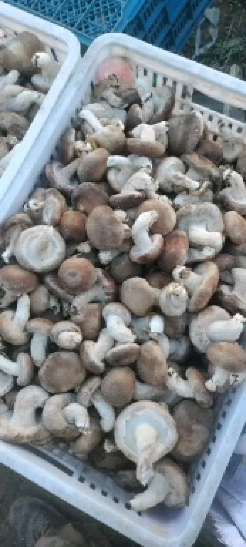鲜香菇吉林冬菇上市0912