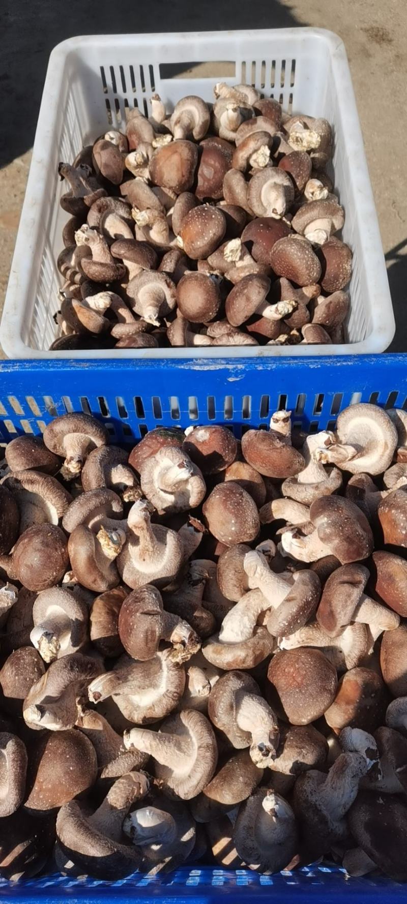 鲜香菇吉林冬菇上市0912