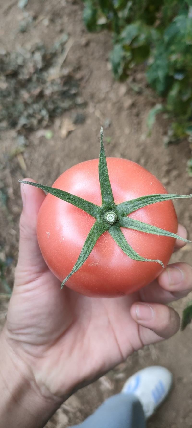 硬粉西红柿