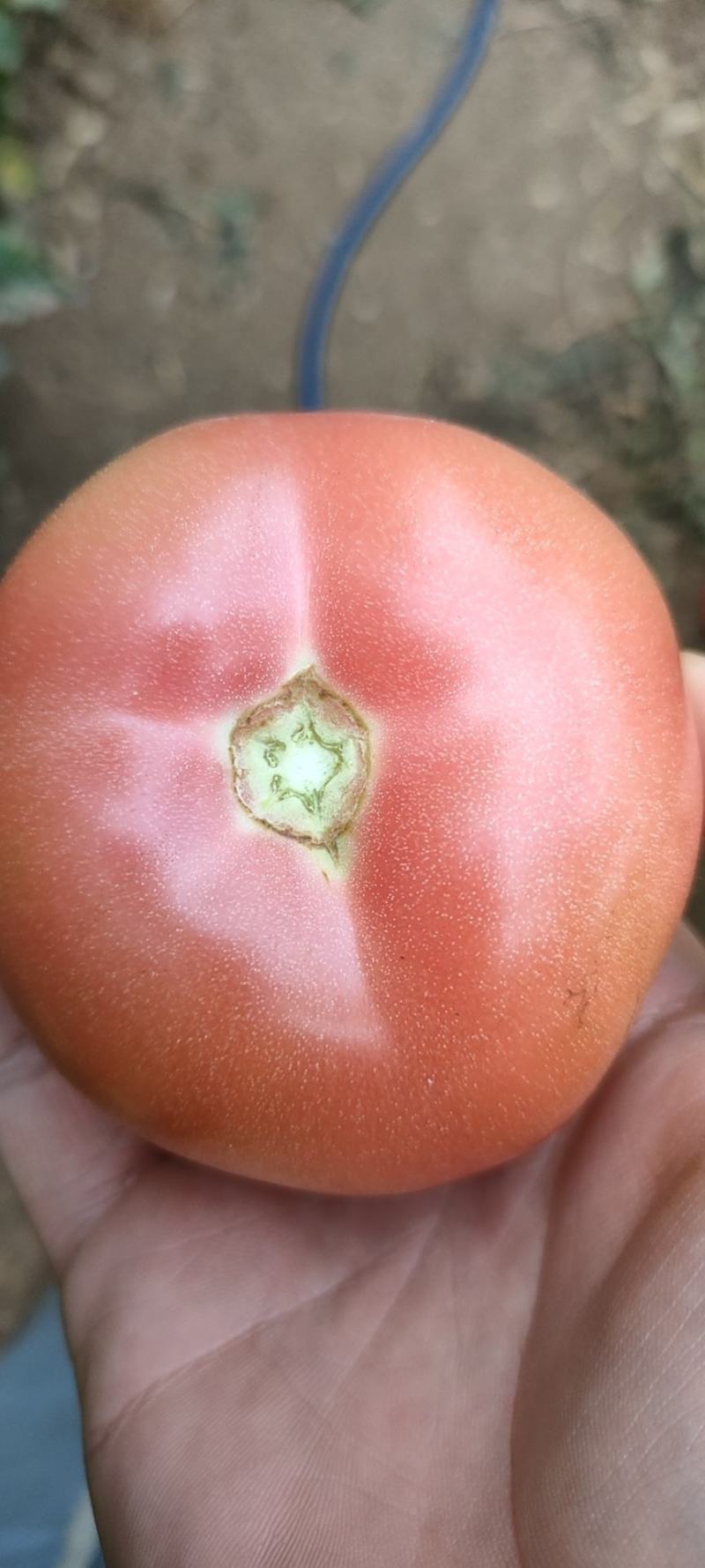 硬粉西红柿