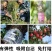 可折叠嫁接刀嫁接果树接芽刀特种钢接木专用刀削木嫁接工具嫁