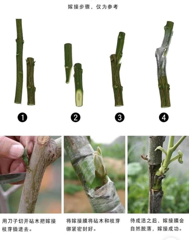 可折叠嫁接刀嫁接果树接芽刀特种钢接木专用刀削木嫁接工具嫁