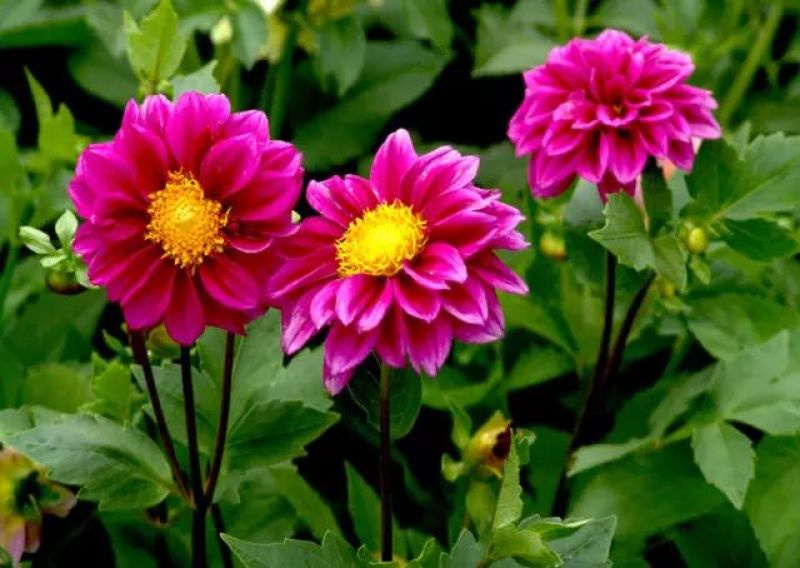 小丽花种子大丽花种子多年生宿根花景观花海庭院阳台盆栽易种