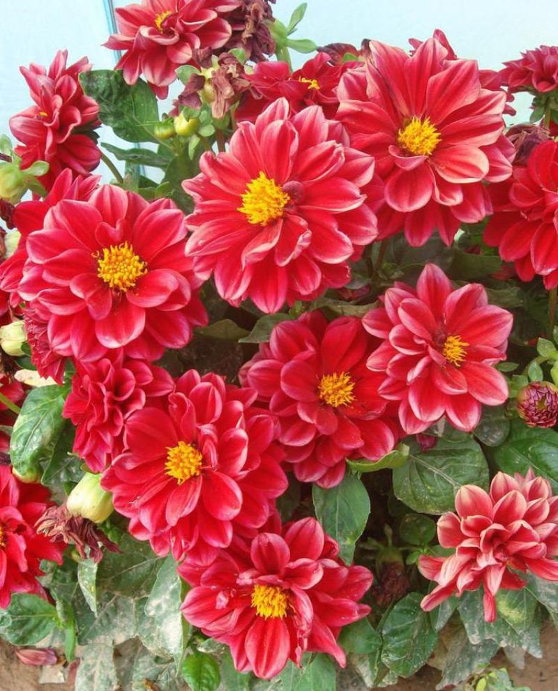 小丽花种子大丽花种子多年生宿根花景观花海庭院阳台盆栽易种