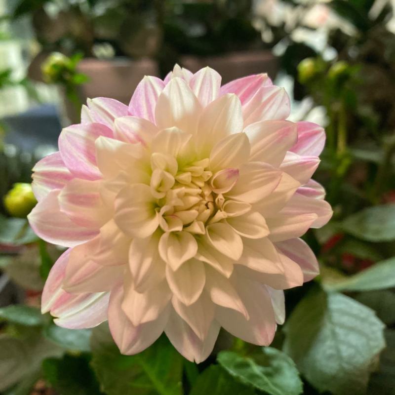 小丽花种子大丽花种子多年生宿根花景观花海庭院阳台盆栽易种