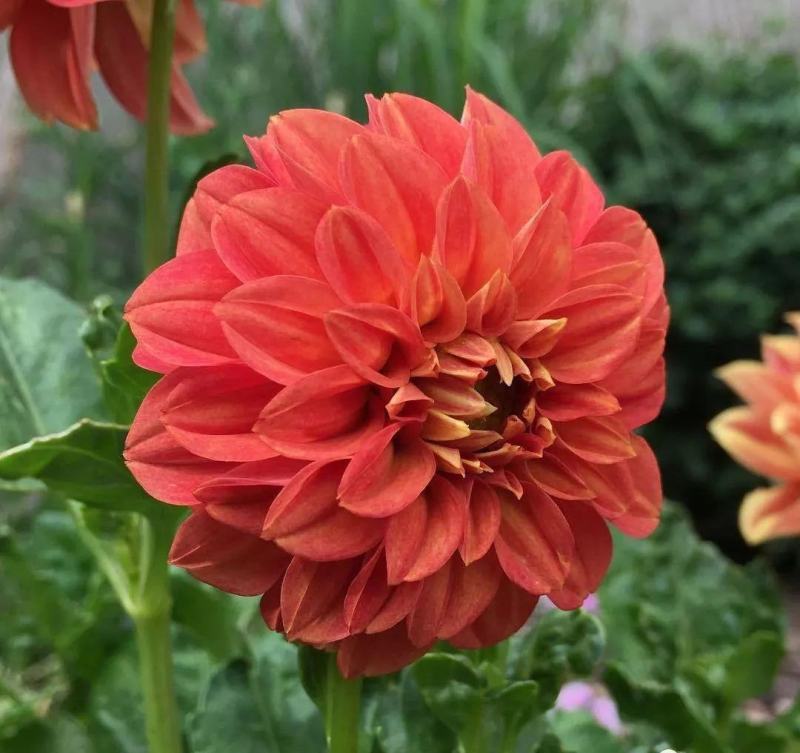小丽花种子大丽花种子多年生宿根花景观花海庭院阳台盆栽易种