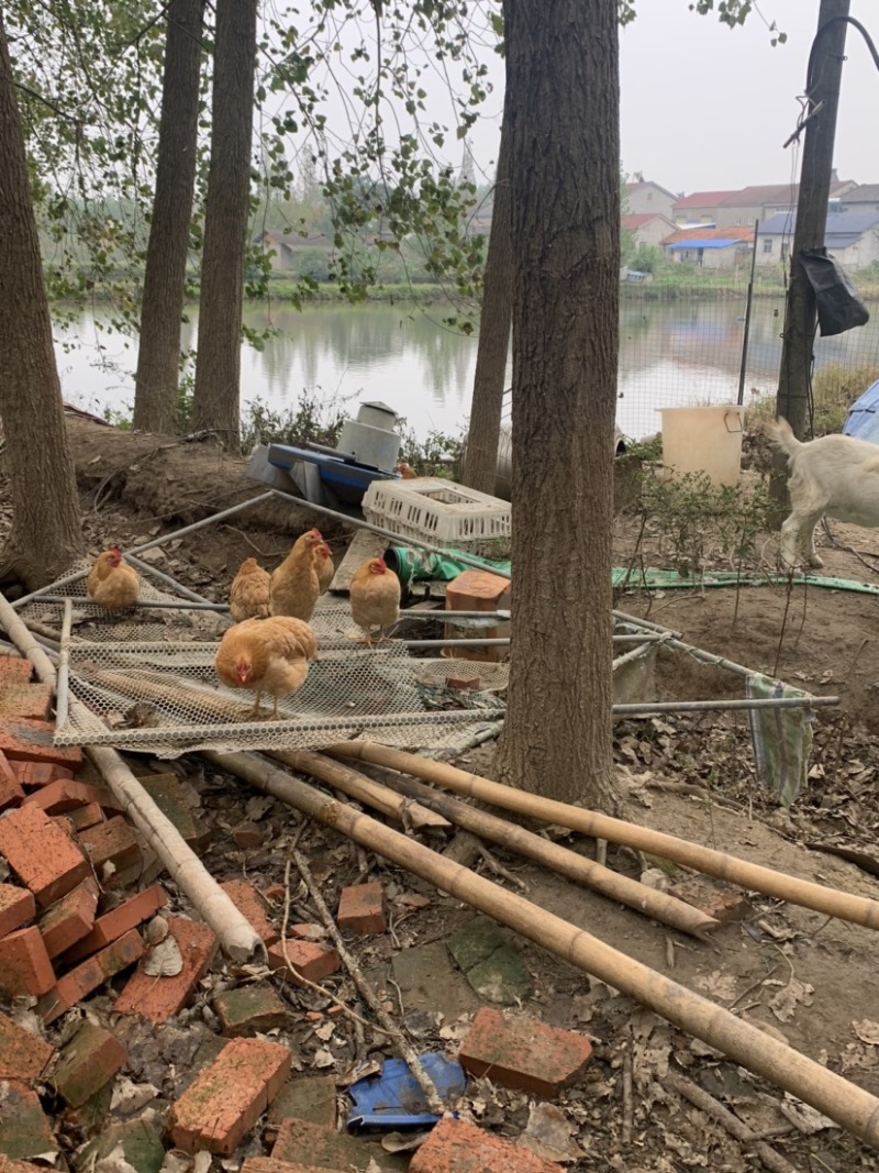 散养土鸡蛋绿壳鸡蛋湖北土鸡蛋新鲜发货，双色混装