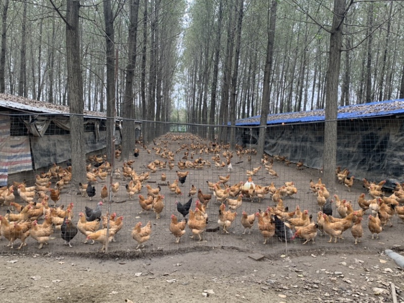 散养土鸡蛋绿壳鸡蛋湖北土鸡蛋新鲜发货，双色混装
