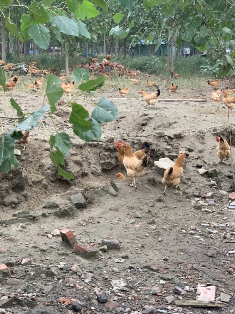 散养土鸡蛋绿壳鸡蛋湖北土鸡蛋新鲜发货，双色混装